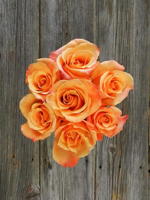 ORANGE UNIQUE   ROSES